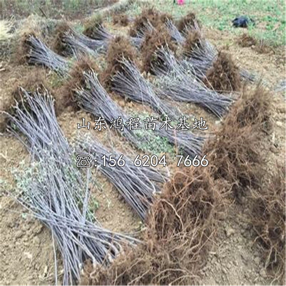 矮化華珍蘋果苗價(jià)格
