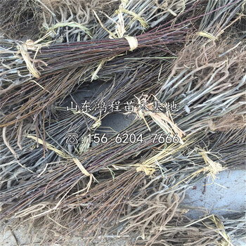 美八蘋果苗售價(jià)