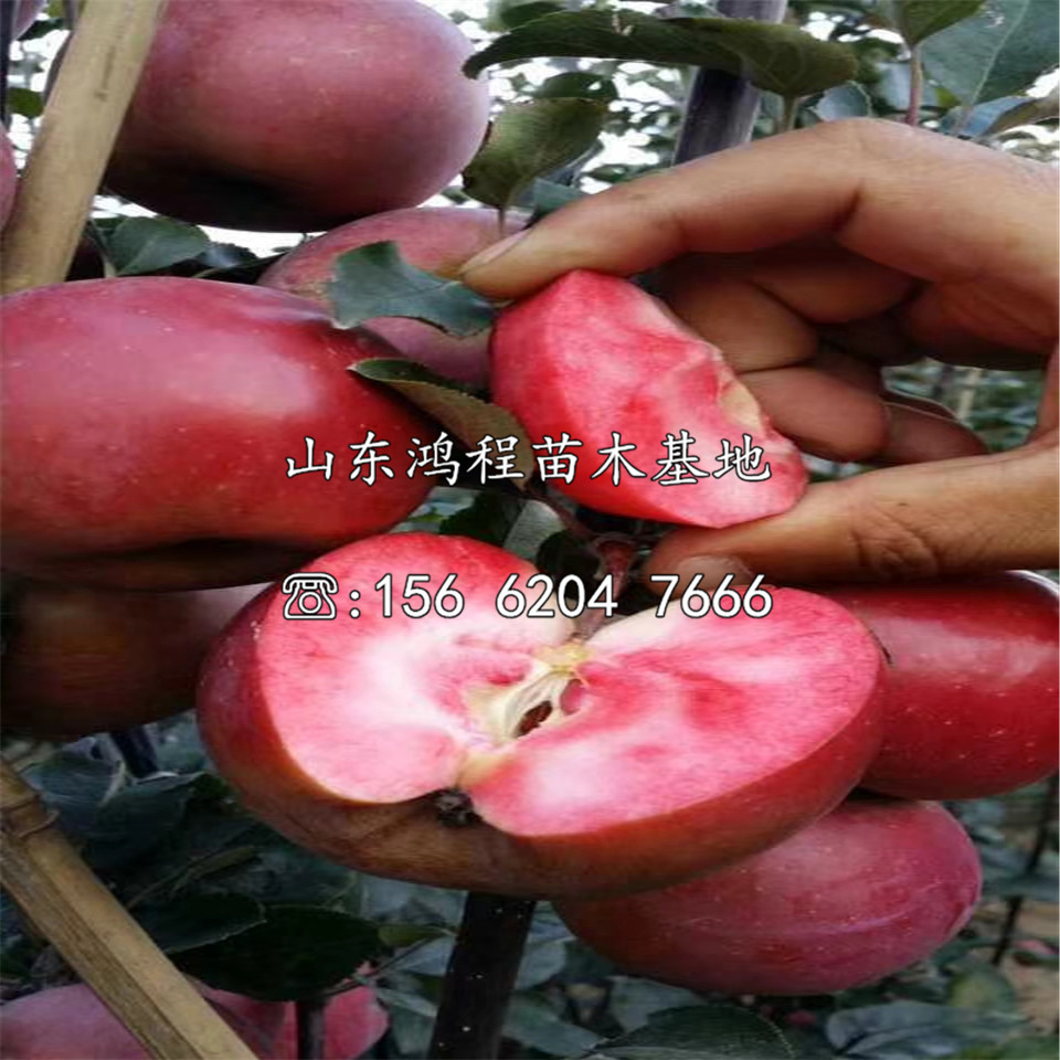 晚熟蘋果苗價格及價錢