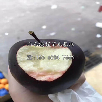 紅嘎啦蘋(píng)果苗價(jià)格及報(bào)價(jià)