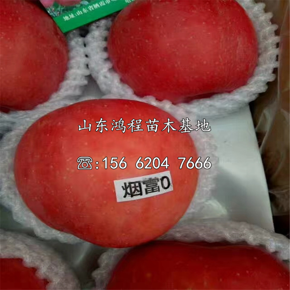 紅肉蘋果苗批發(fā)及報(bào)價(jià)