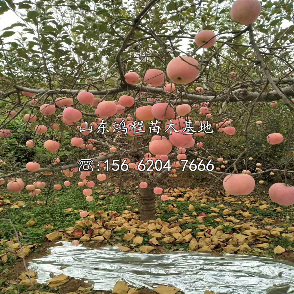 自根砧蘋果苗價格及供應
