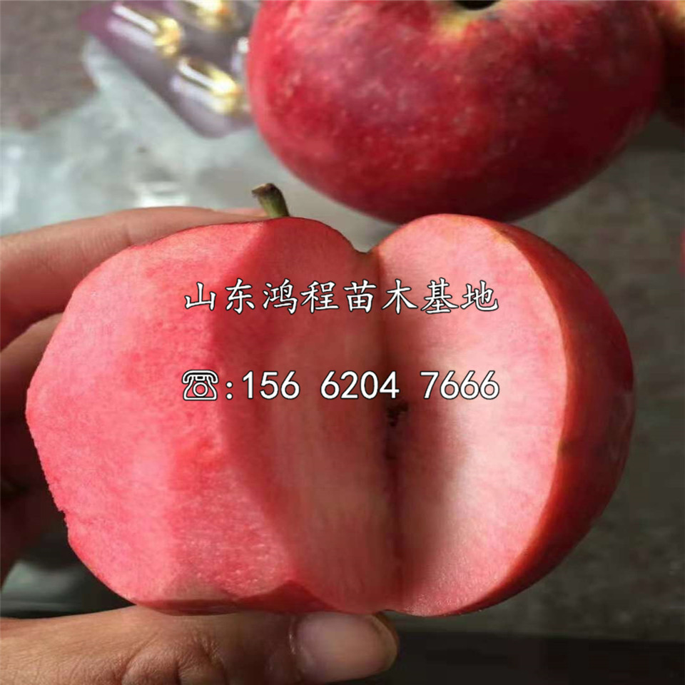秦脆蘋果苗出售、秦脆蘋果苗批發(fā)