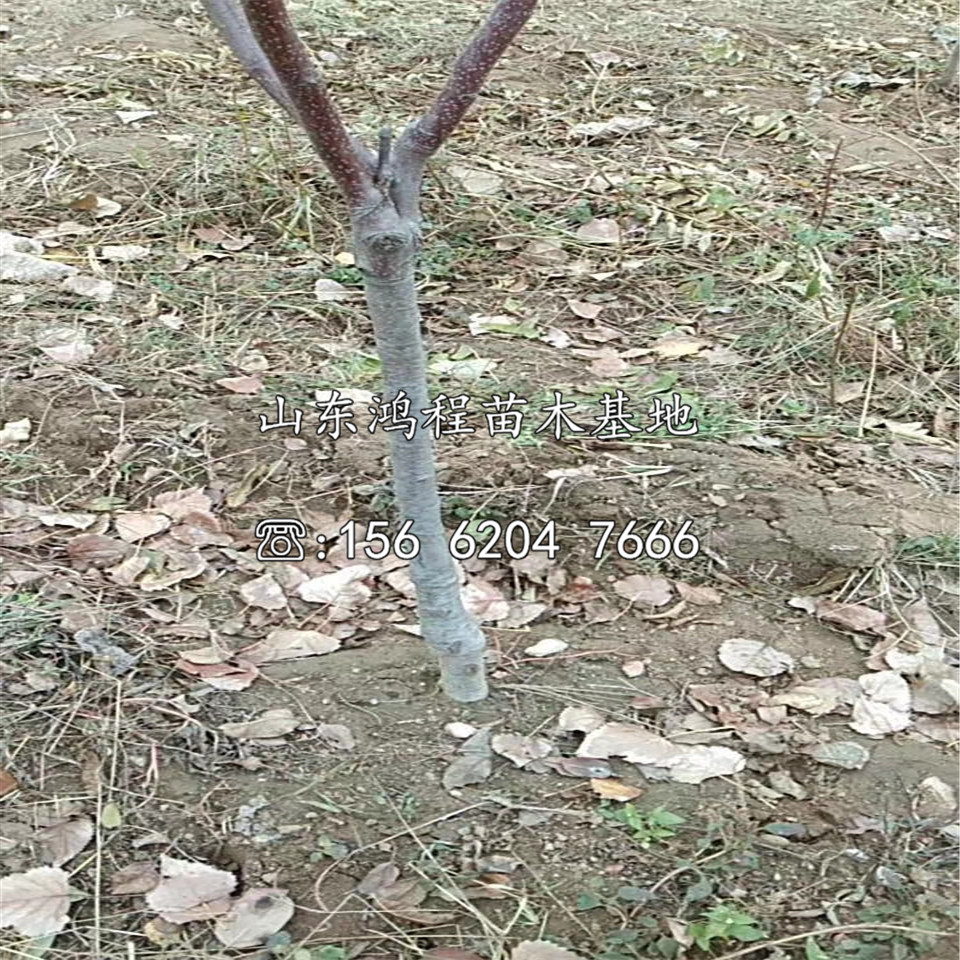 一年蘋(píng)果苗價(jià)格及供應(yīng)