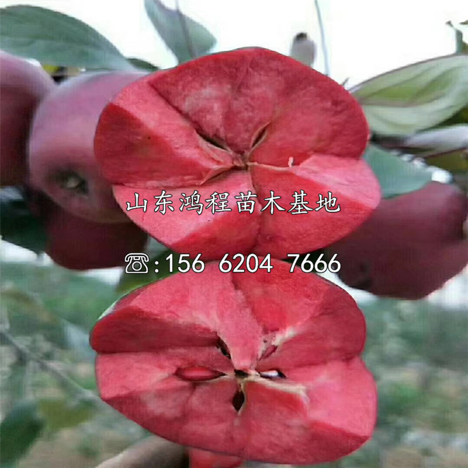 煙富10號(hào)蘋果苗價(jià)格及供應(yīng)