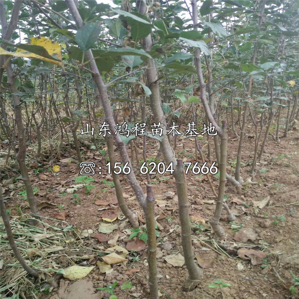 煙富3號(hào)蘋(píng)果苗批發(fā)、煙富3號(hào)蘋(píng)果苗批發(fā)價(jià)位