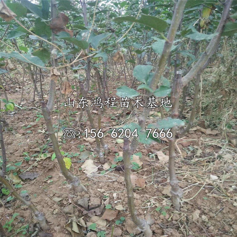 寒富蘋(píng)果苗基地、寒富蘋(píng)果苗價(jià)錢(qián)