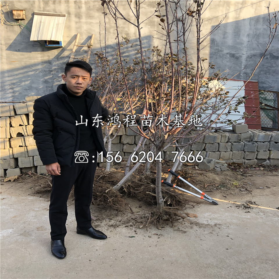 紅星蘋果苗出售