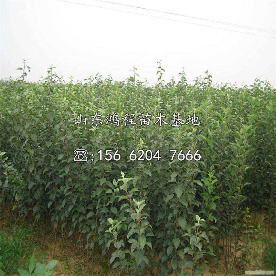 煙富8號(hào)蘋果苗批發(fā)及報(bào)價(jià)