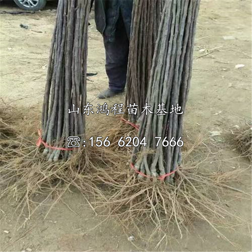 2020年寒富蘋果樹苗報(bào)價(jià)