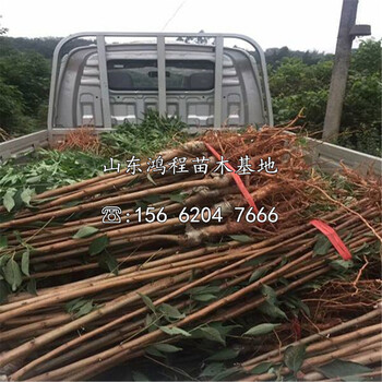 煙富3號蘋果苗售價(jià)