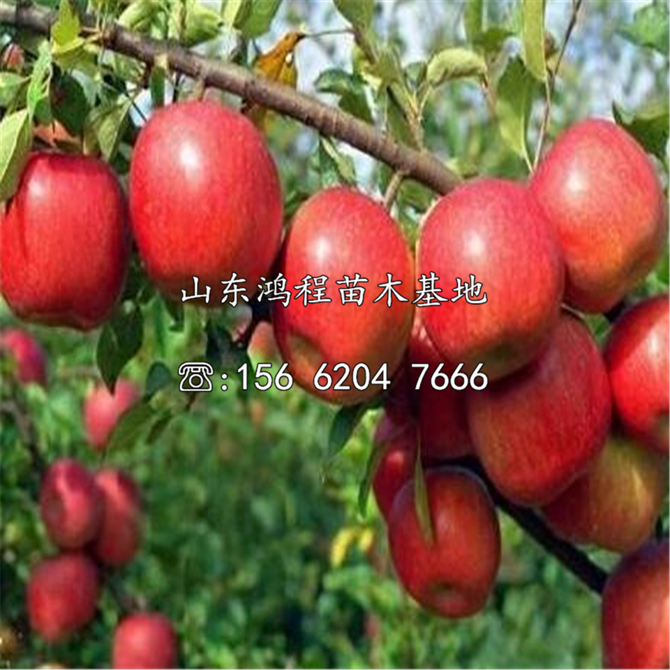 紅色之愛蘋果苗基地、紅色之愛蘋果苗價錢