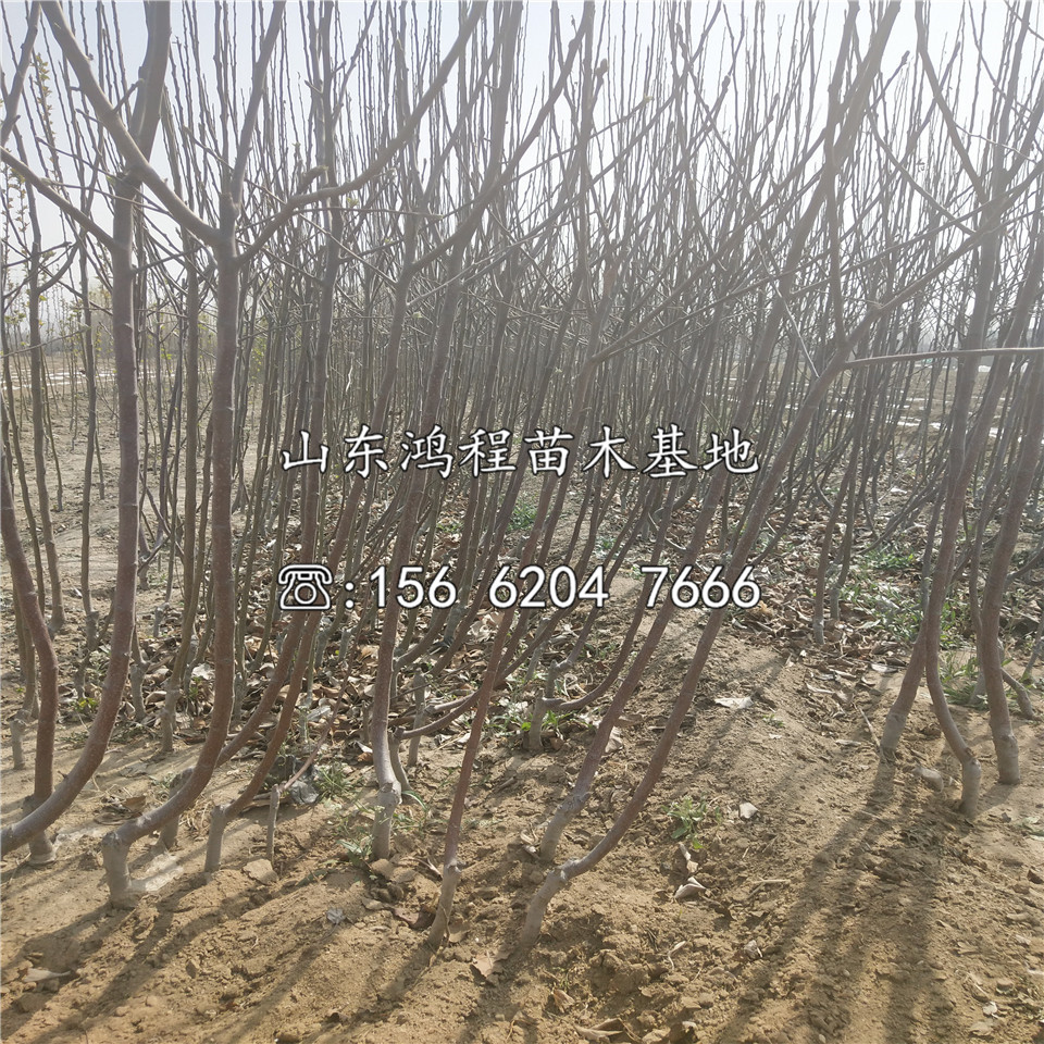 2020年紅元帥蘋(píng)果樹(shù)苗報(bào)價(jià)