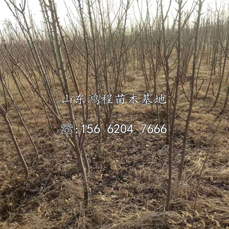 矮化兩公分蘋果苗價格