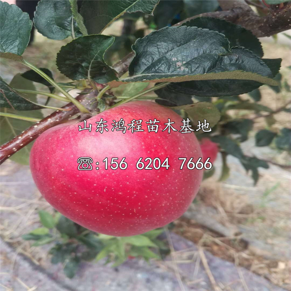 煙富8號(hào)蘋果苗批發(fā)及報(bào)價(jià)