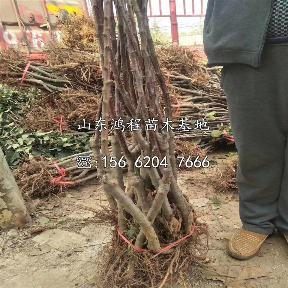 萬榮蘋果苗批發(fā)價格