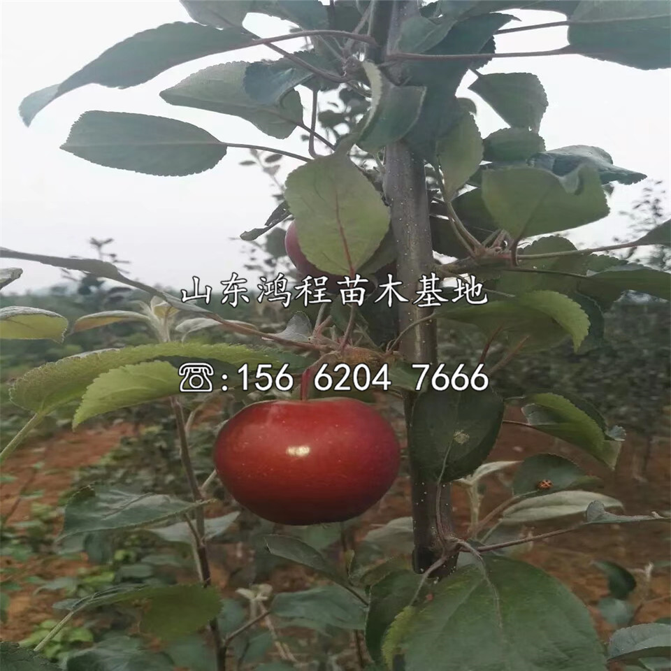 眾成1號蘋果苗價格及銷售
