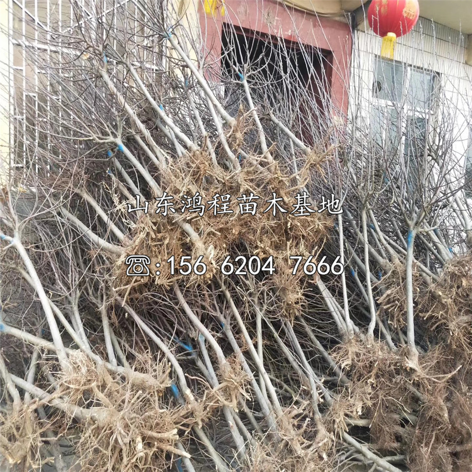 一年蘋(píng)果苗價(jià)格及供應(yīng)