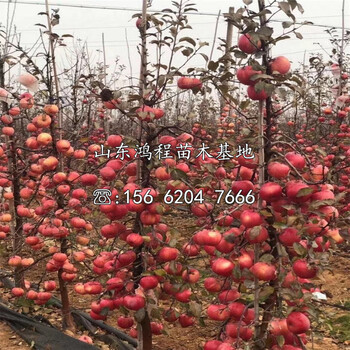 矮化華碩蘋果苗出售價(jià)位