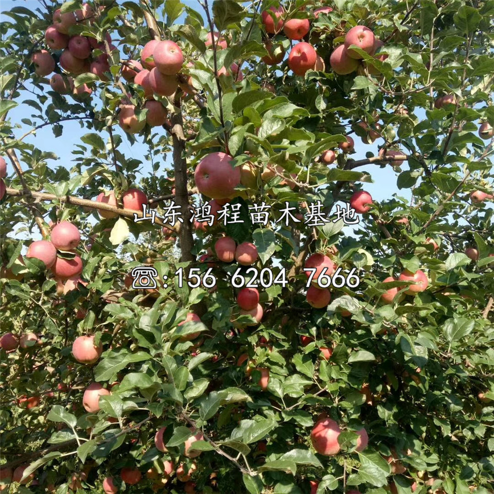 煙富8號蘋果苗出售、煙富8號蘋果苗批發(fā)