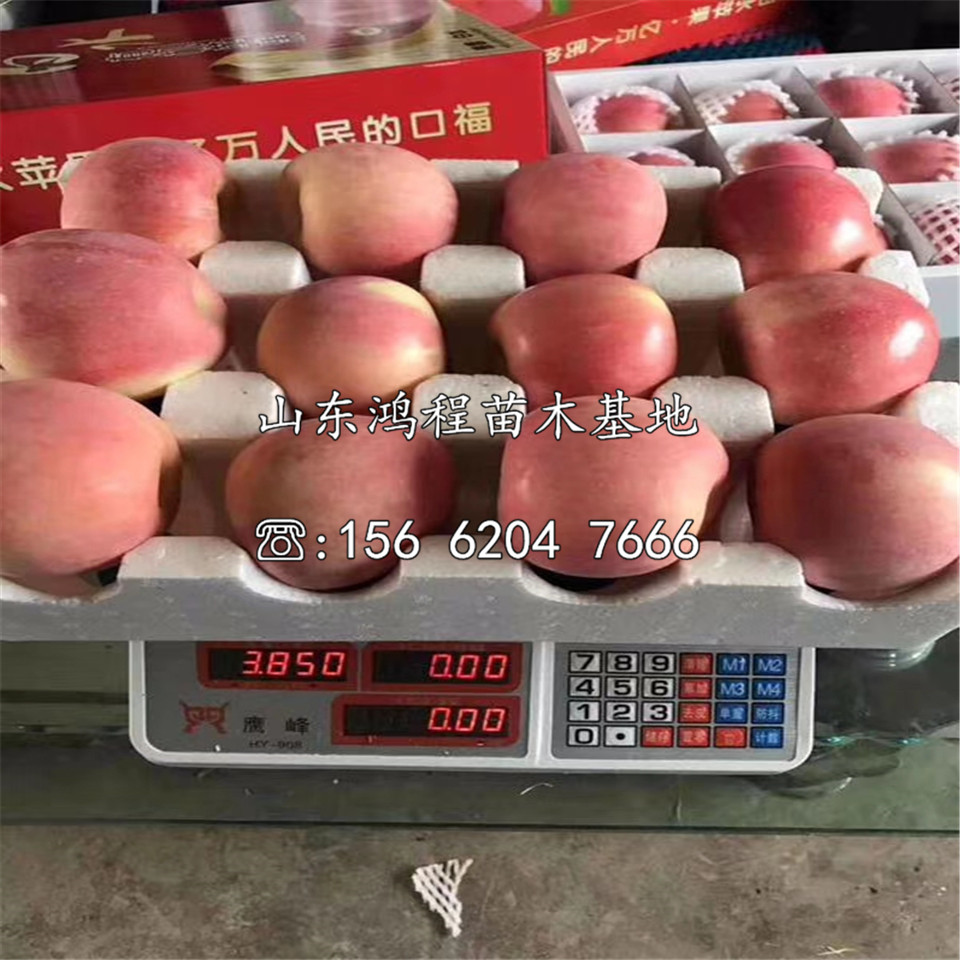 矮化眾成蘋果苗出售價位