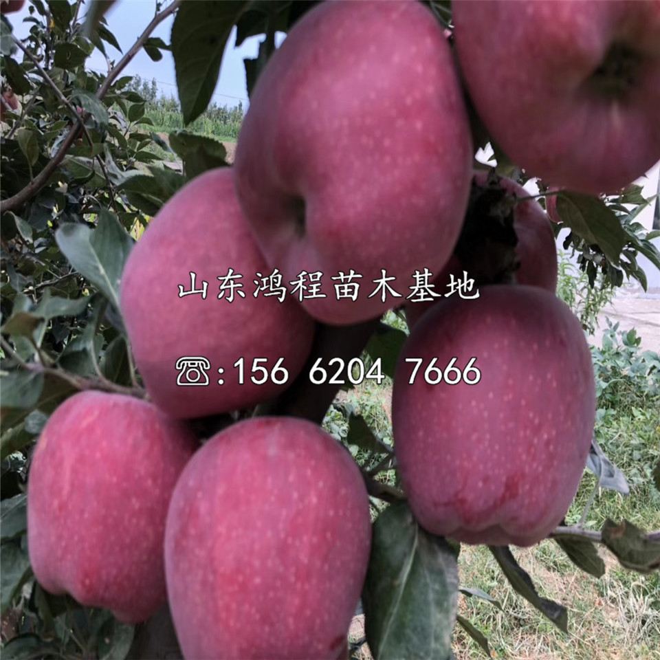 M9T337蘋果苗批發(fā)及產(chǎn)地