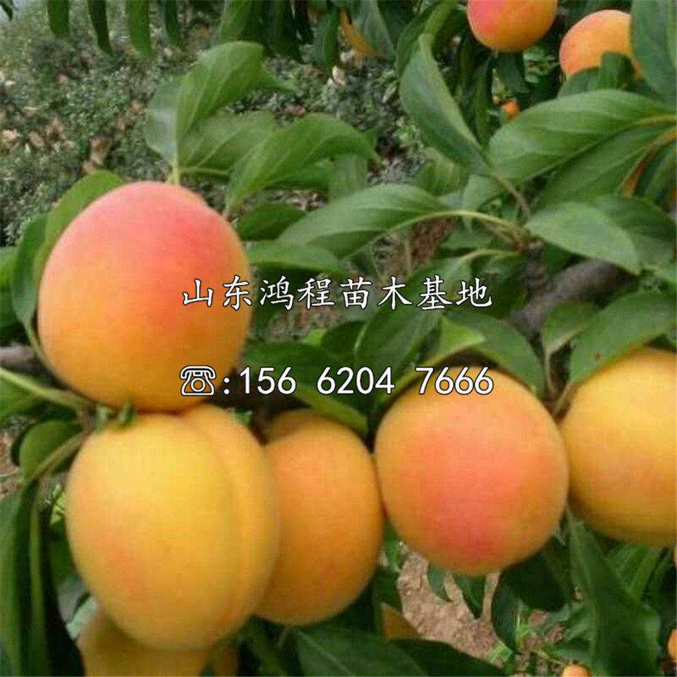 巴斗杏苗批發(fā)及供應(yīng)