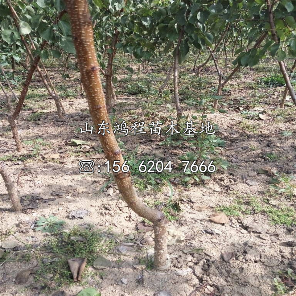 兩公分大偏頭杏苗銷(xiāo)售價(jià)格、大偏頭杏苗基地
