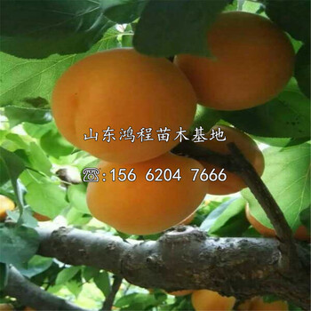離核杏苗價格及產(chǎn)地