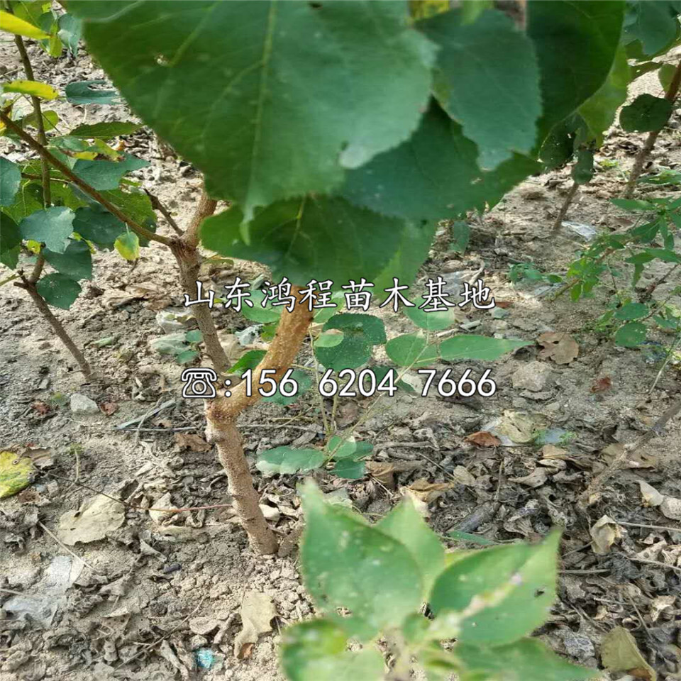 魯南早紅杏杏苗新品種、魯南早紅杏杏苗產(chǎn)地