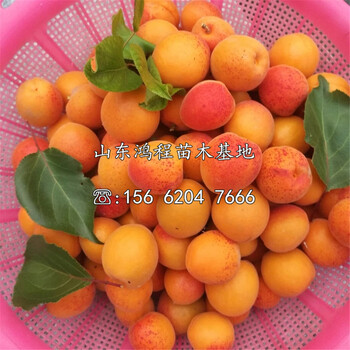 北寨紅杏苗批發(fā)及供應