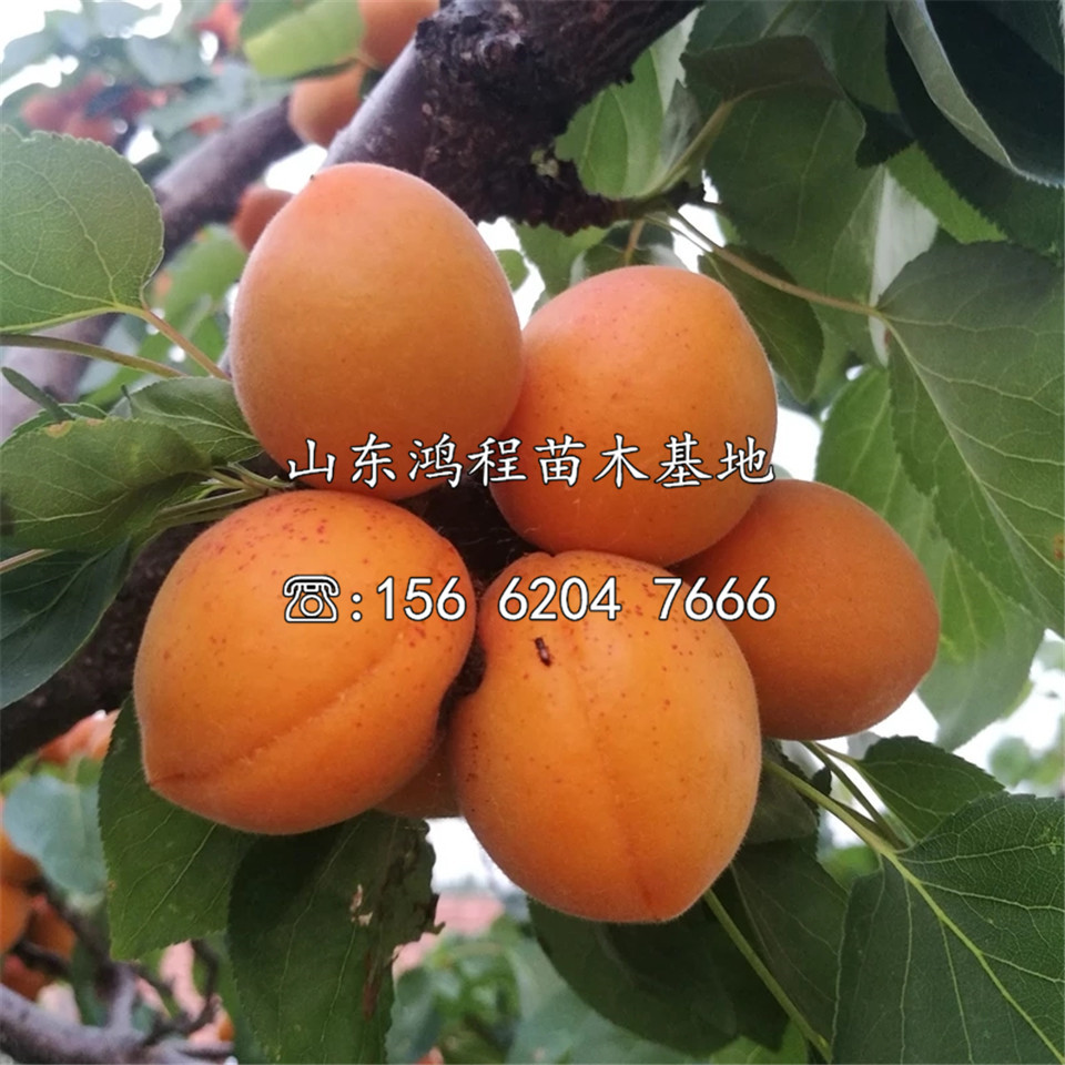滄早甜杏2號(hào)杏苗供應(yīng)、滄早甜杏2號(hào)杏苗價(jià)格