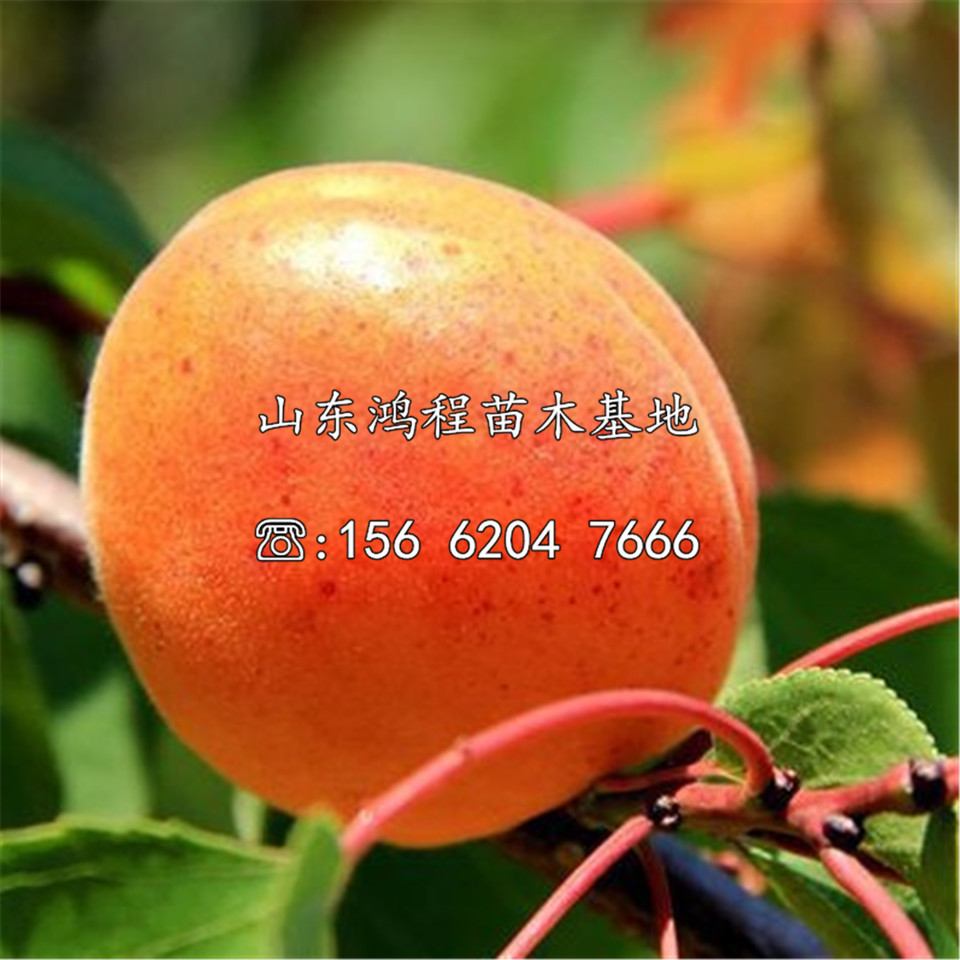 紅豐杏苗批發(fā)及報價(jià)