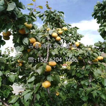 北寨紅杏苗價格及產(chǎn)地