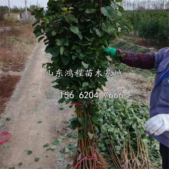 麥黃杏苗包郵價(jià)格