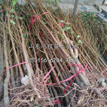 早熟杏苗批發(fā)及產(chǎn)地