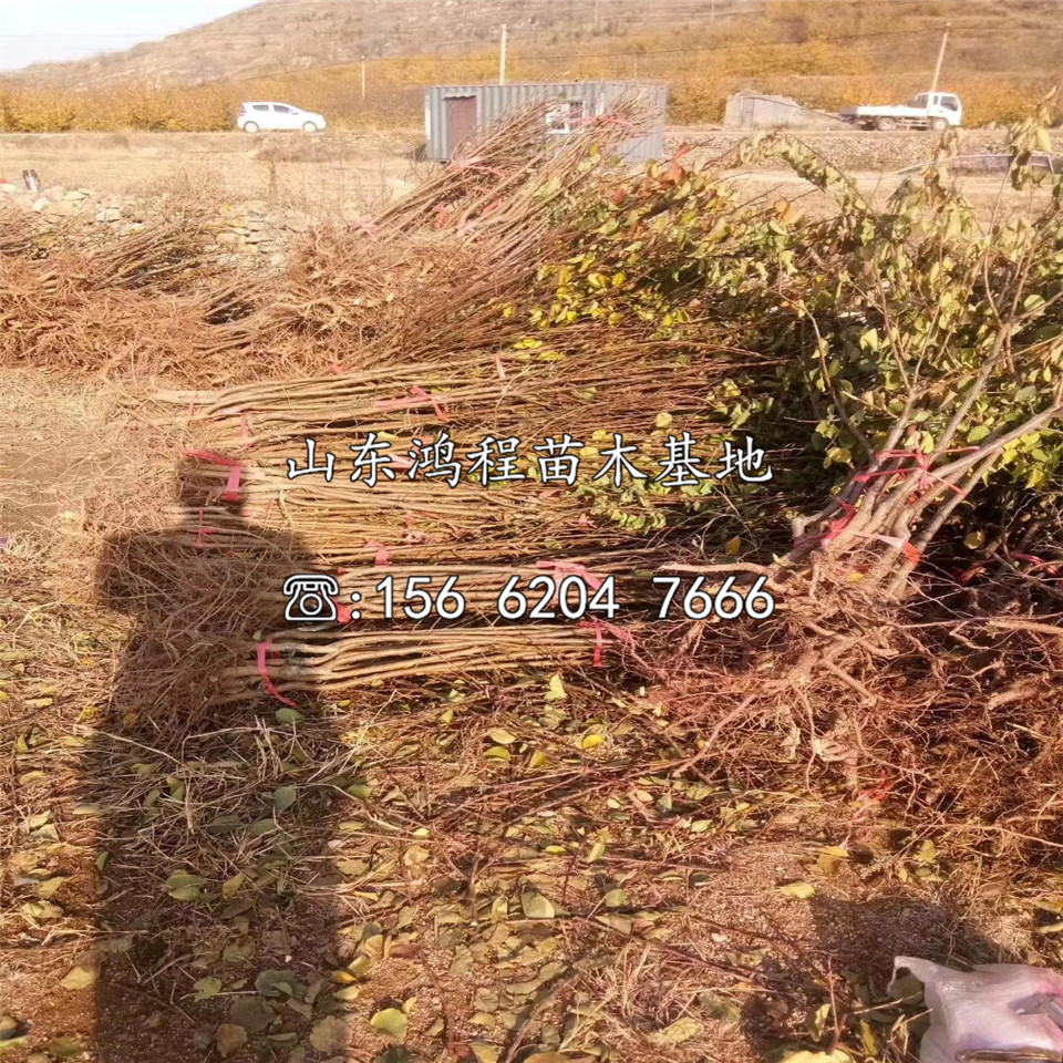 大接杏苗批發(fā)及供應