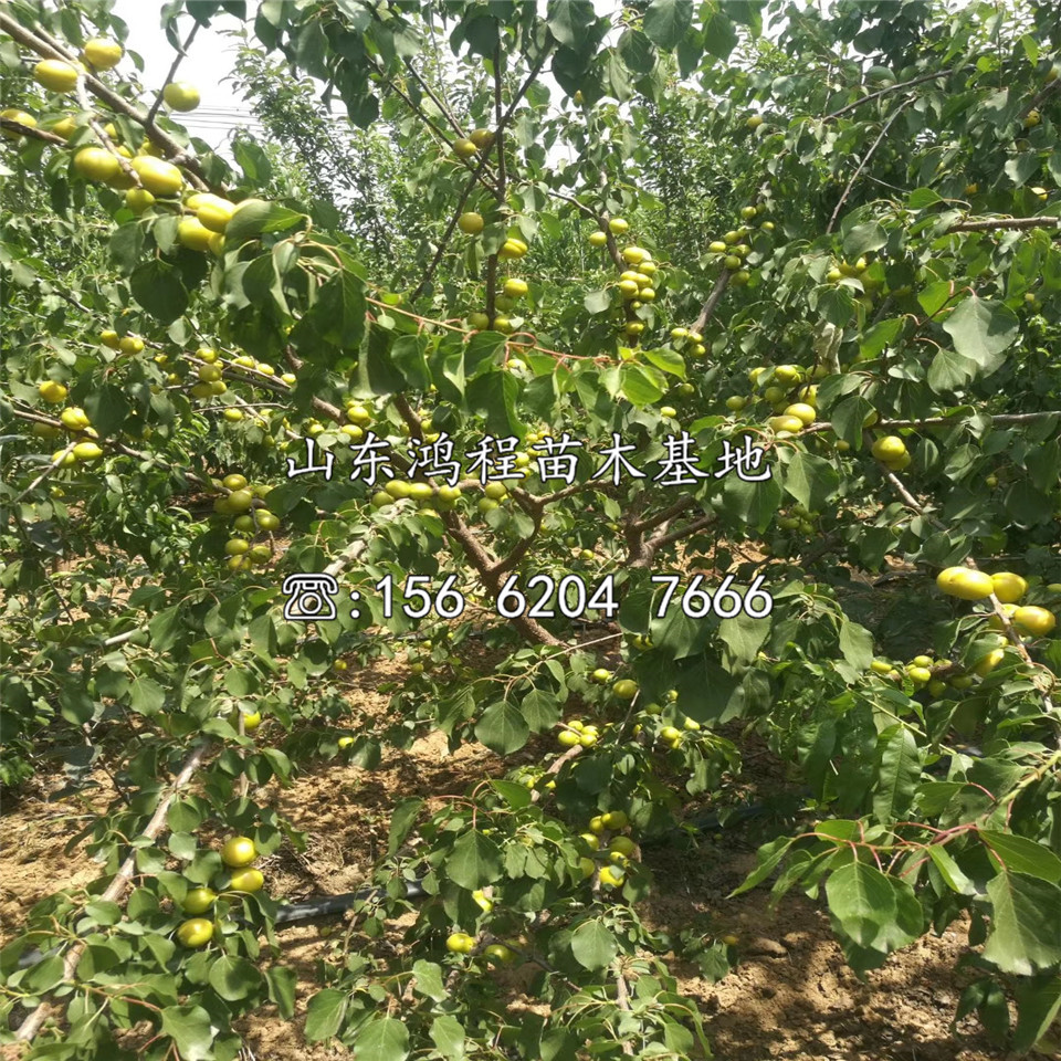 兩公分味王杏苗銷(xiāo)售價(jià)格、味王杏苗基地