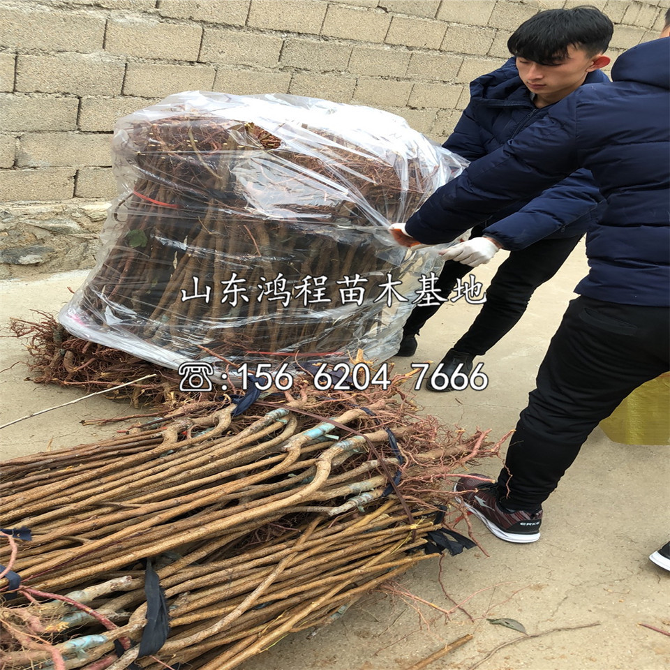阿奴科卡杏苗價(jià)格及報(bào)價(jià)