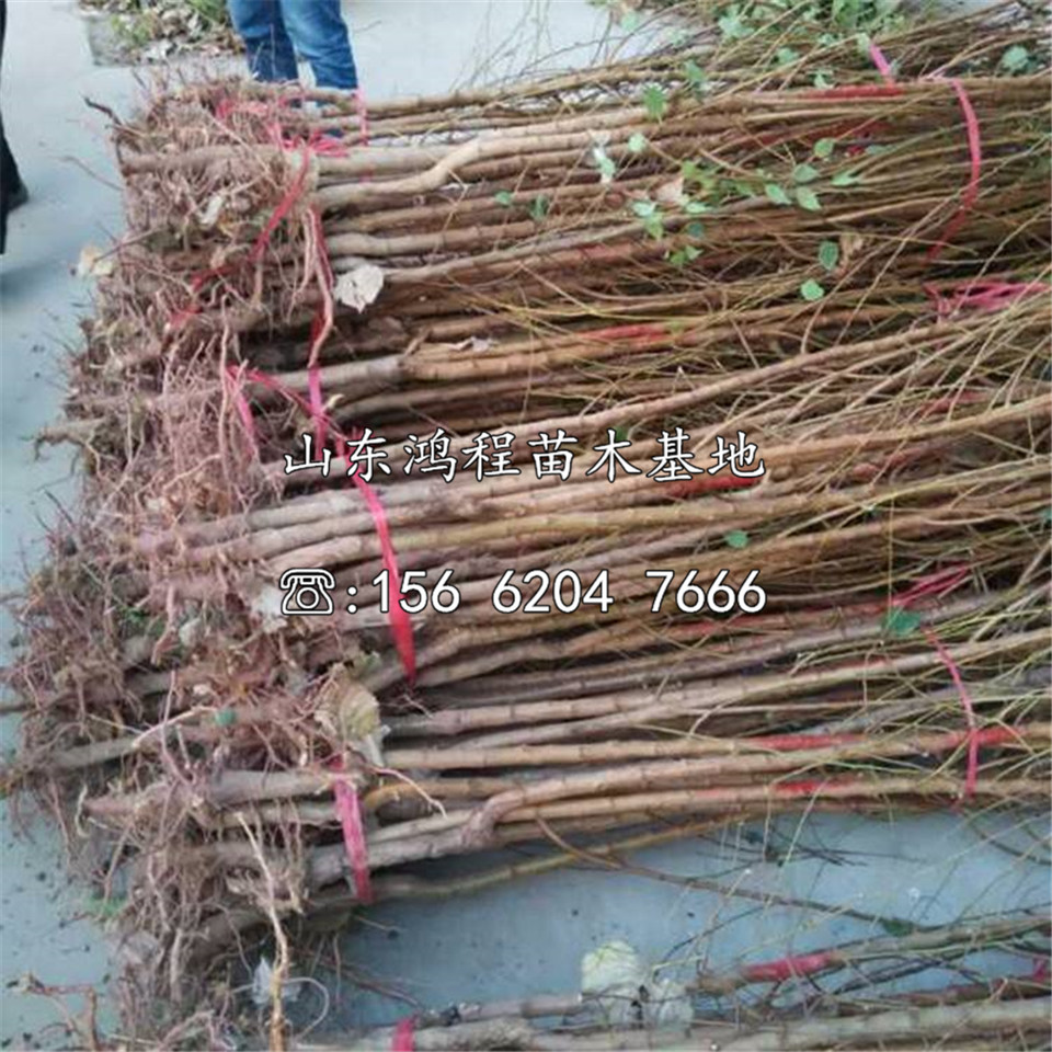 庫(kù)車(chē)小白杏苗新品種、庫(kù)車(chē)小白杏苗產(chǎn)地