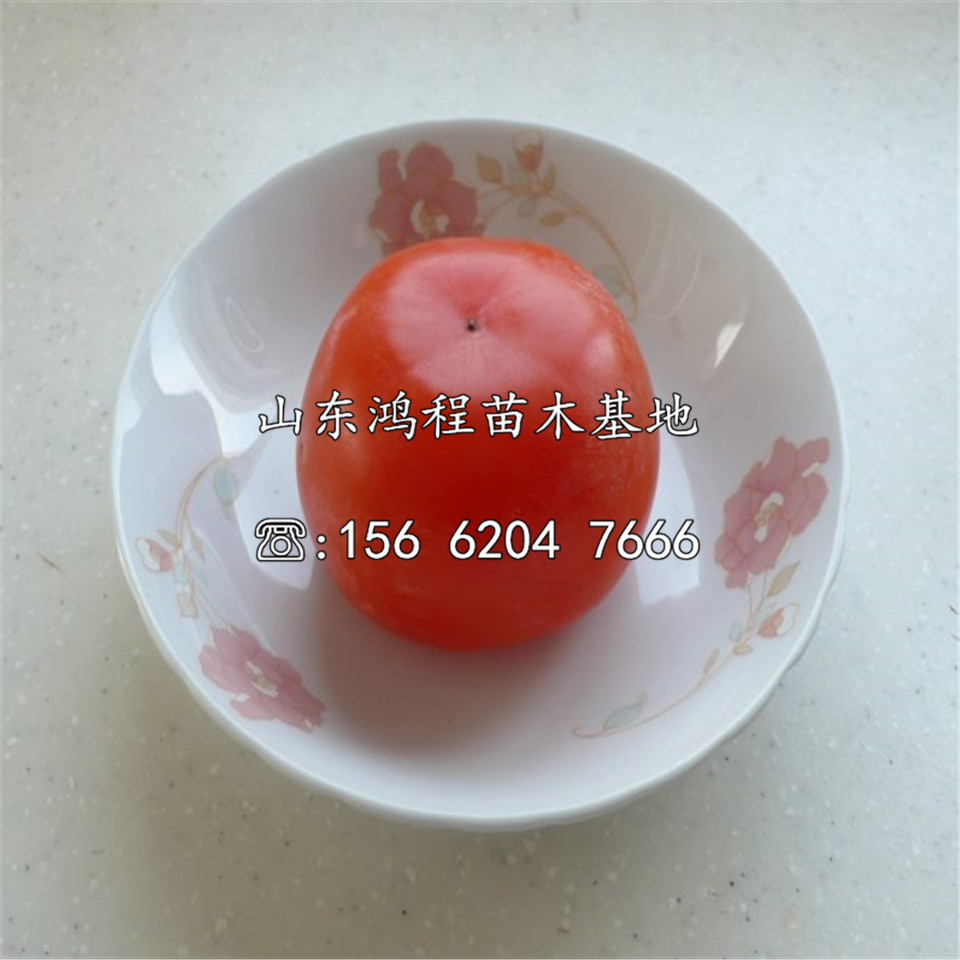 新津20甜柿苗產(chǎn)地、新津20甜柿苗批發(fā)