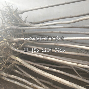 山東黃金柿樹苗價(jià)格