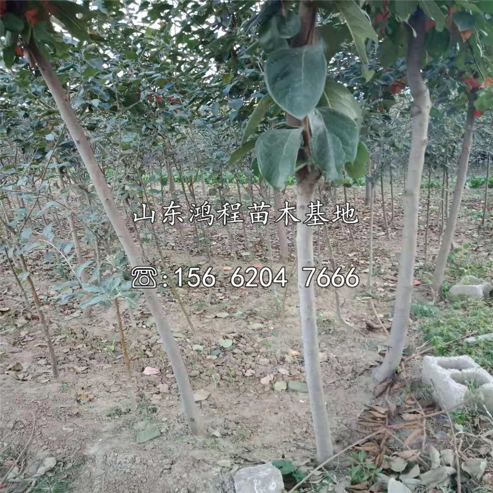 磨盤柿苗價格、磨盤柿苗基地