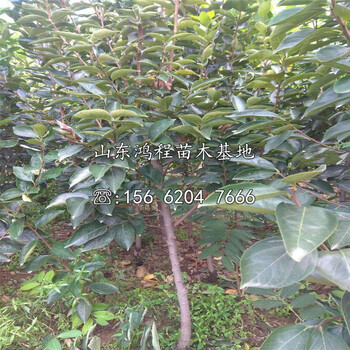 盤(pán)盆柿苗價(jià)格、盤(pán)盆柿苗批發(fā)