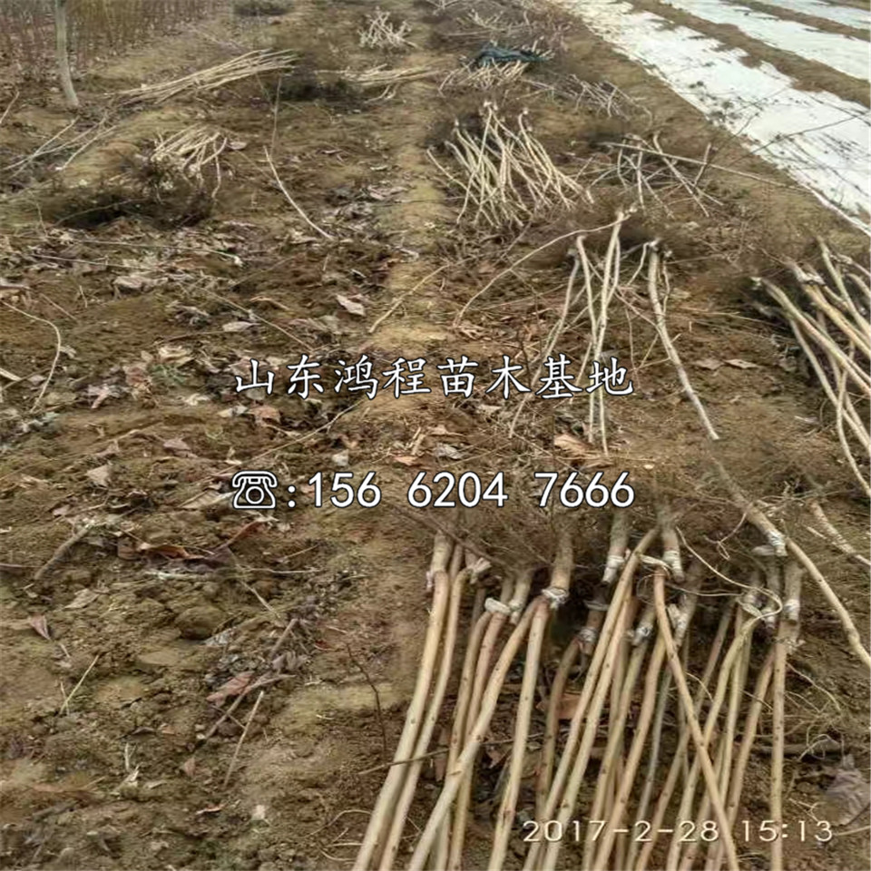 脆甜柿苗價格