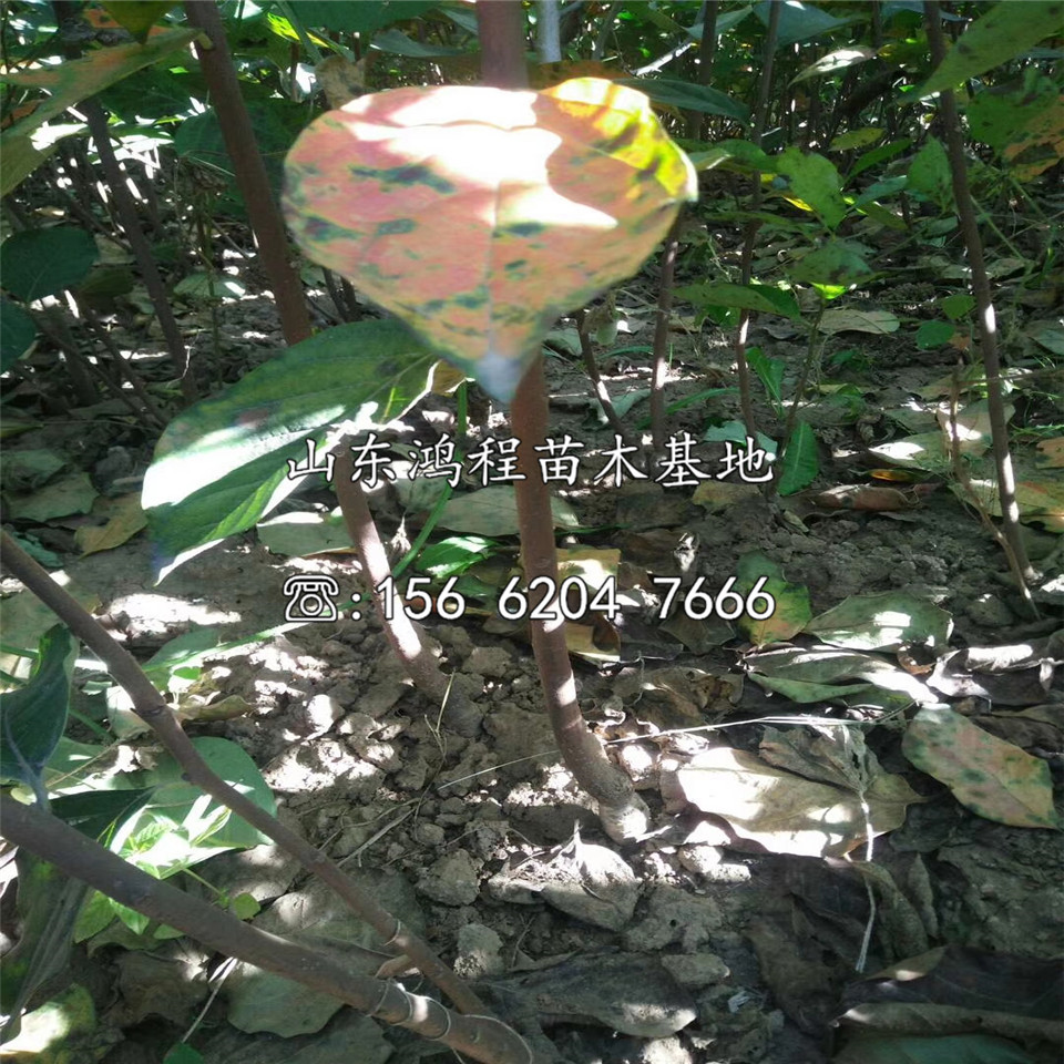蓮花柿苗價(jià)格、蓮花柿苗出售