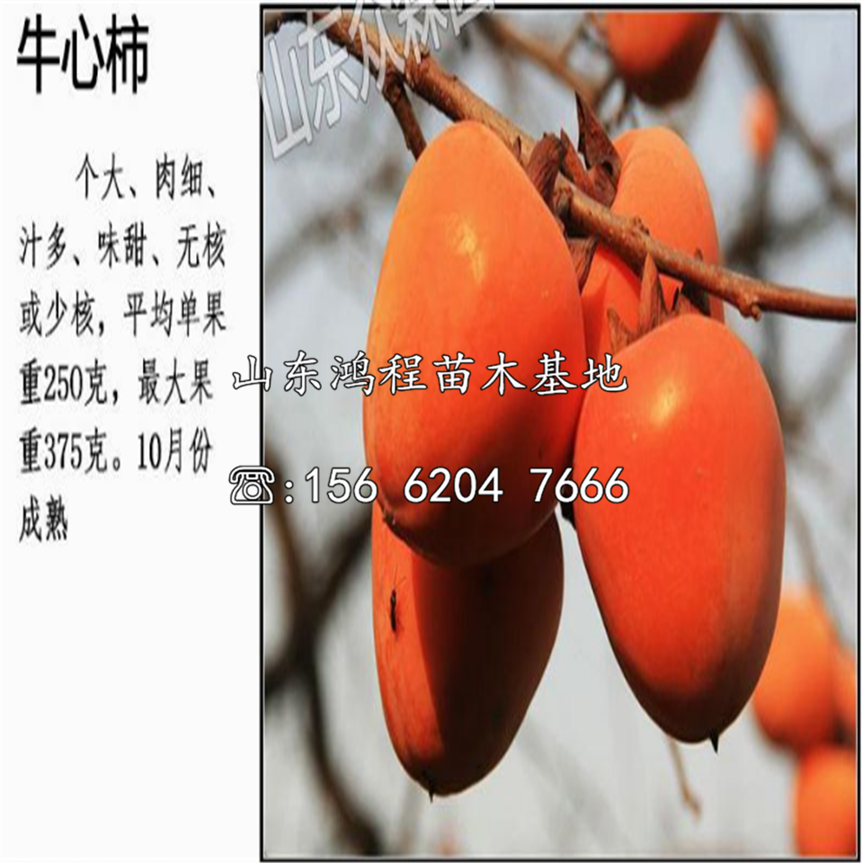 陽豐甜柿樹苗前景及簡介