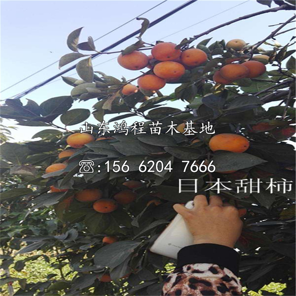 海南柿樹苗前景及簡介