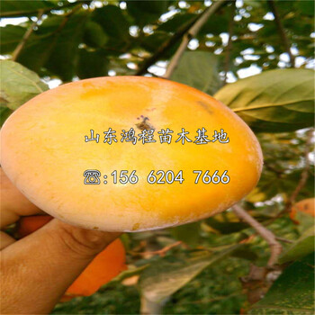 特大羅盤柿苗價(jià)格、特大羅盤柿苗基地