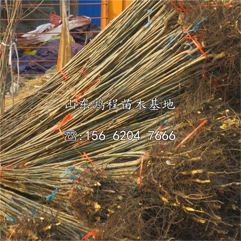 山東臺灣甜柿樹苗報價及供應(yīng)